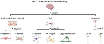 Hierarchical deconvolution for extensive cell type resolution in the human brain using DNA methylation
